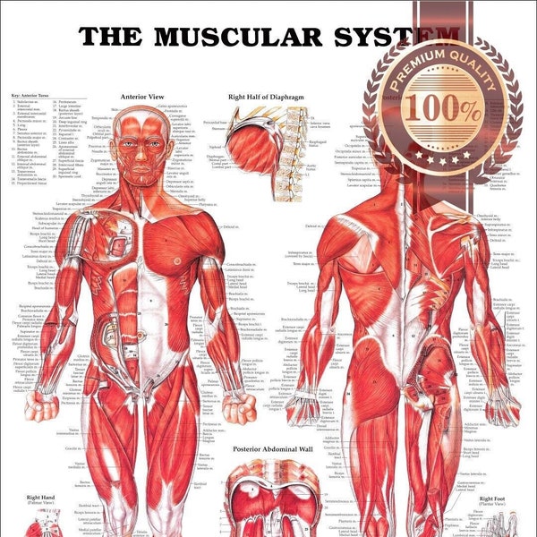 The Muscular System Tear Proof Poster Anatomical Diagram Chart Muscles Wall Diagram Chart Art Premium Waterproof Print