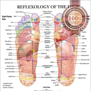 Reflexology Of The Foot Premium Waterproof Tear Proof Poster Anatomical Diagram Anatomy Chart Wall Diagram Guide Art Print