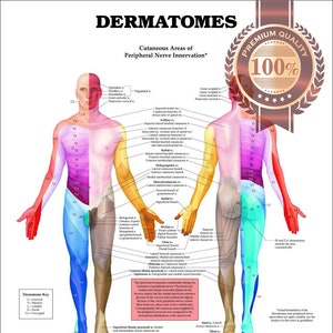 Dermatomes Premium wasserdichtes reißfestes Poster Anatomisches Diagramm Anatomisches Diagramm Wandbild Diagram Guide Kunstdruck