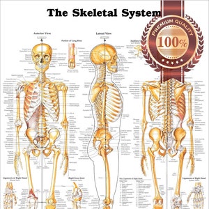 The Skeletal System 3 Ansichten Premium wasserdichte reißfeste Poster Skelett Knochen Wandbild Diagramm Kunstdruck
