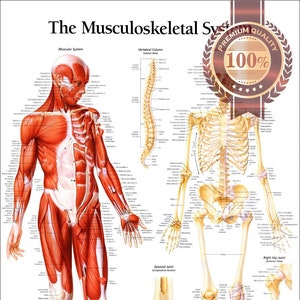 The Musculoskeletal System Tear Proof Poster Anatomical Muscle Diagram Chart Muscles Wall Diagram Chart Art Premium Waterproof Print