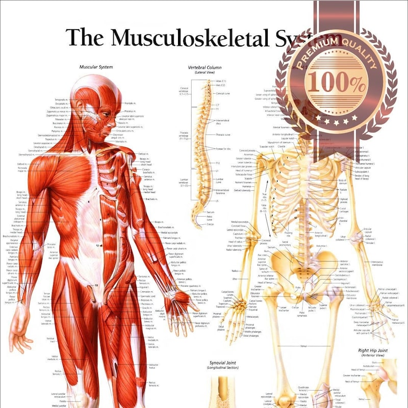Musculoskeletal System Poster - Etsy