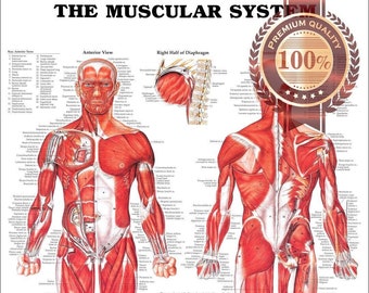 The Muscular System Tear Proof Poster Anatomical Diagram Chart Muscles Wall Diagram Chart Art Premium Waterproof Print