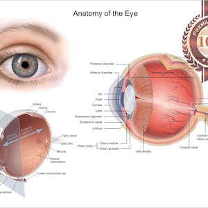 Anatomy Of The Eye Premium Waterproof Tear Proof Poster Anatomical Diagram Chart Wall Diagram Guide Art Print