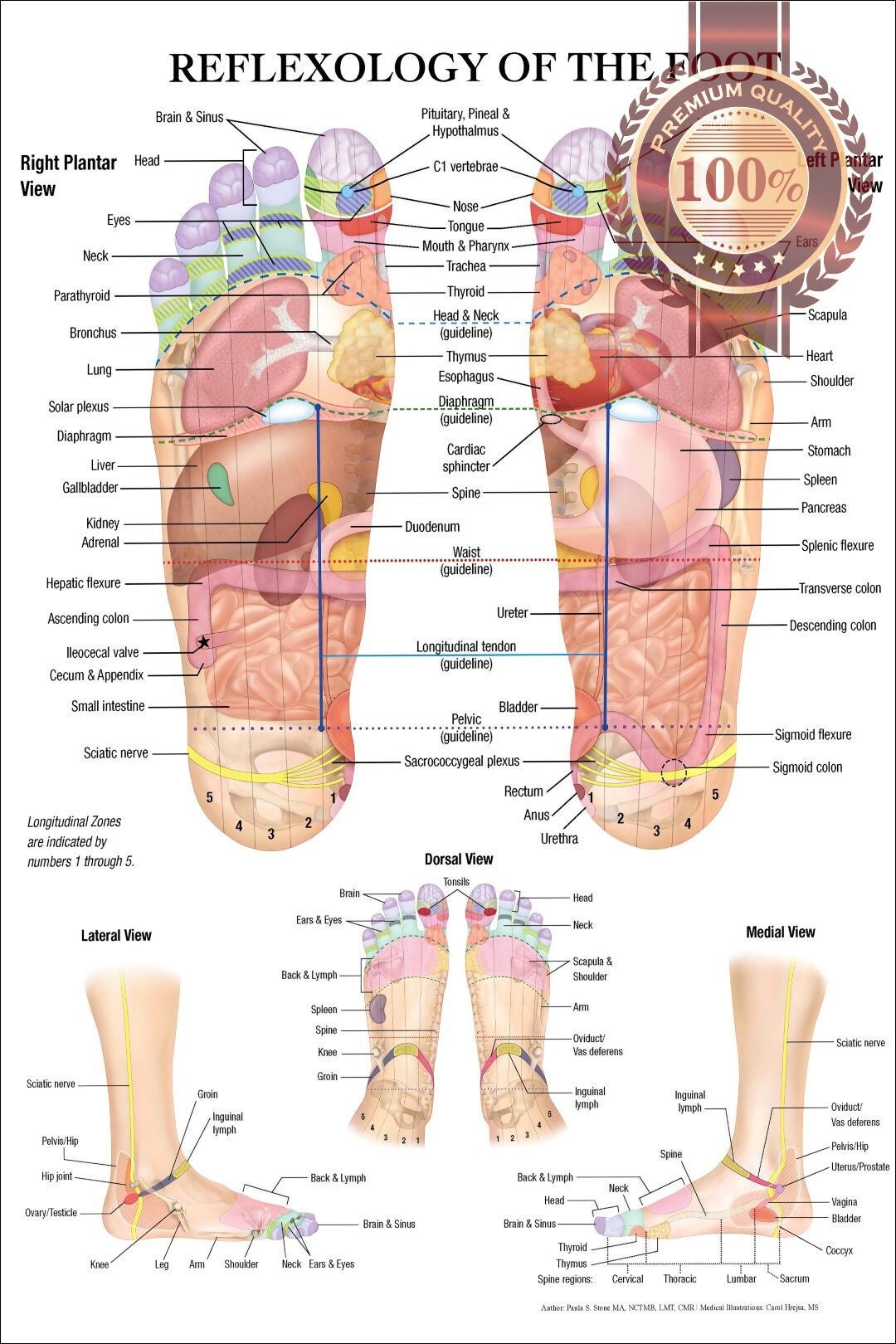 Reflexology Of The Foot Premium Waterproof Tear Proof Poster Anatomical Diagram Anatomy Chart Wall Diagram Guide Art Print