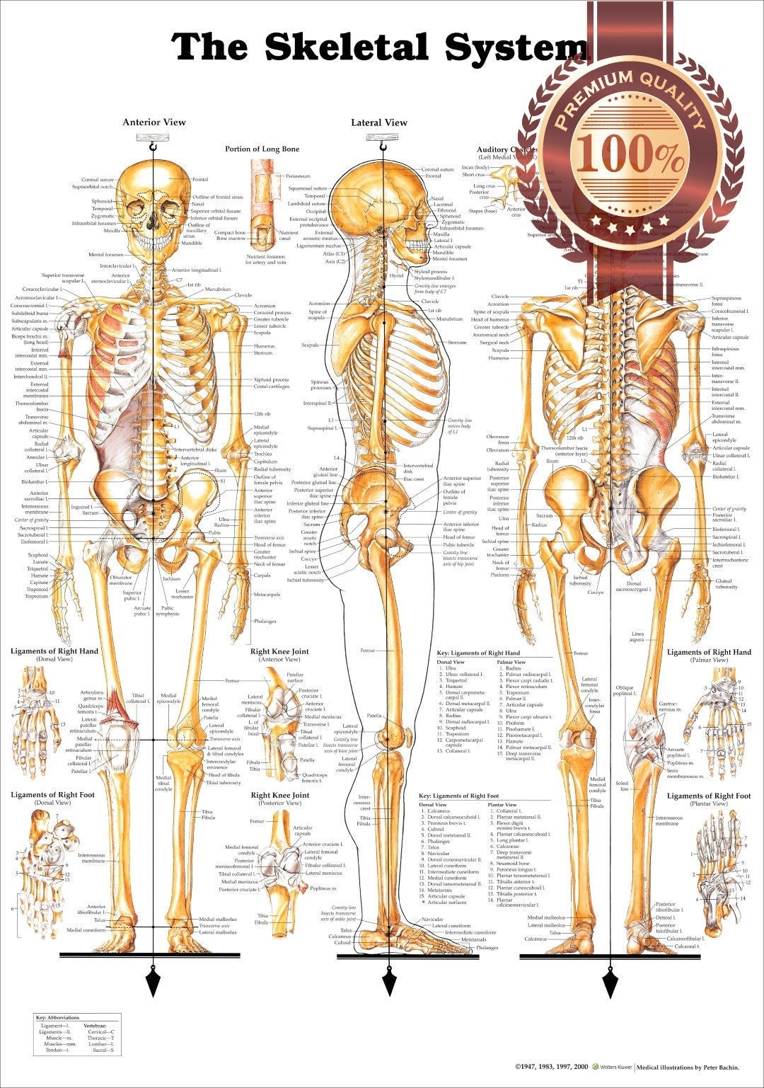 The Skeletal System 3 Views Premium Waterproof Tear Proof Poster The Skeletal System 3 Views Premium Waterproof Tear Proof Poster