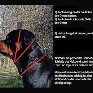 EM Keramik Zeckweg-Halsband, personalisierbar und individuell, Hund, Paracord, verstellbar Bild 10