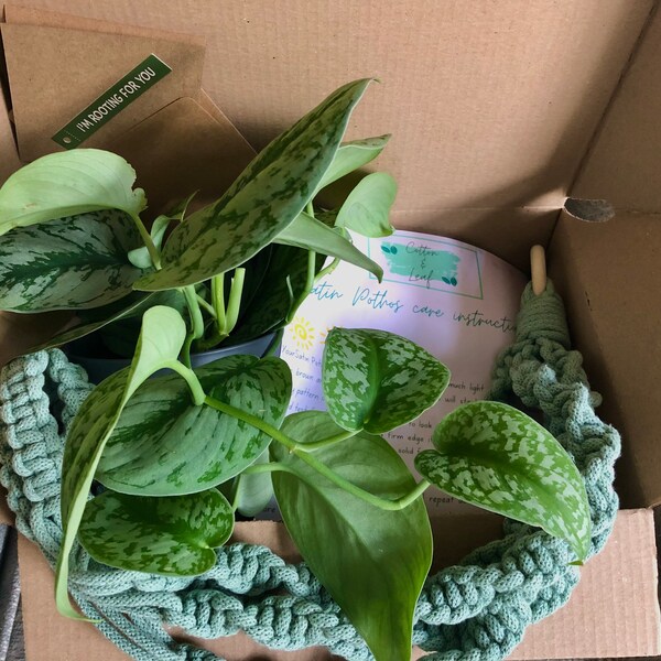 Plant Gift 60+ Gift Ideas for 2024