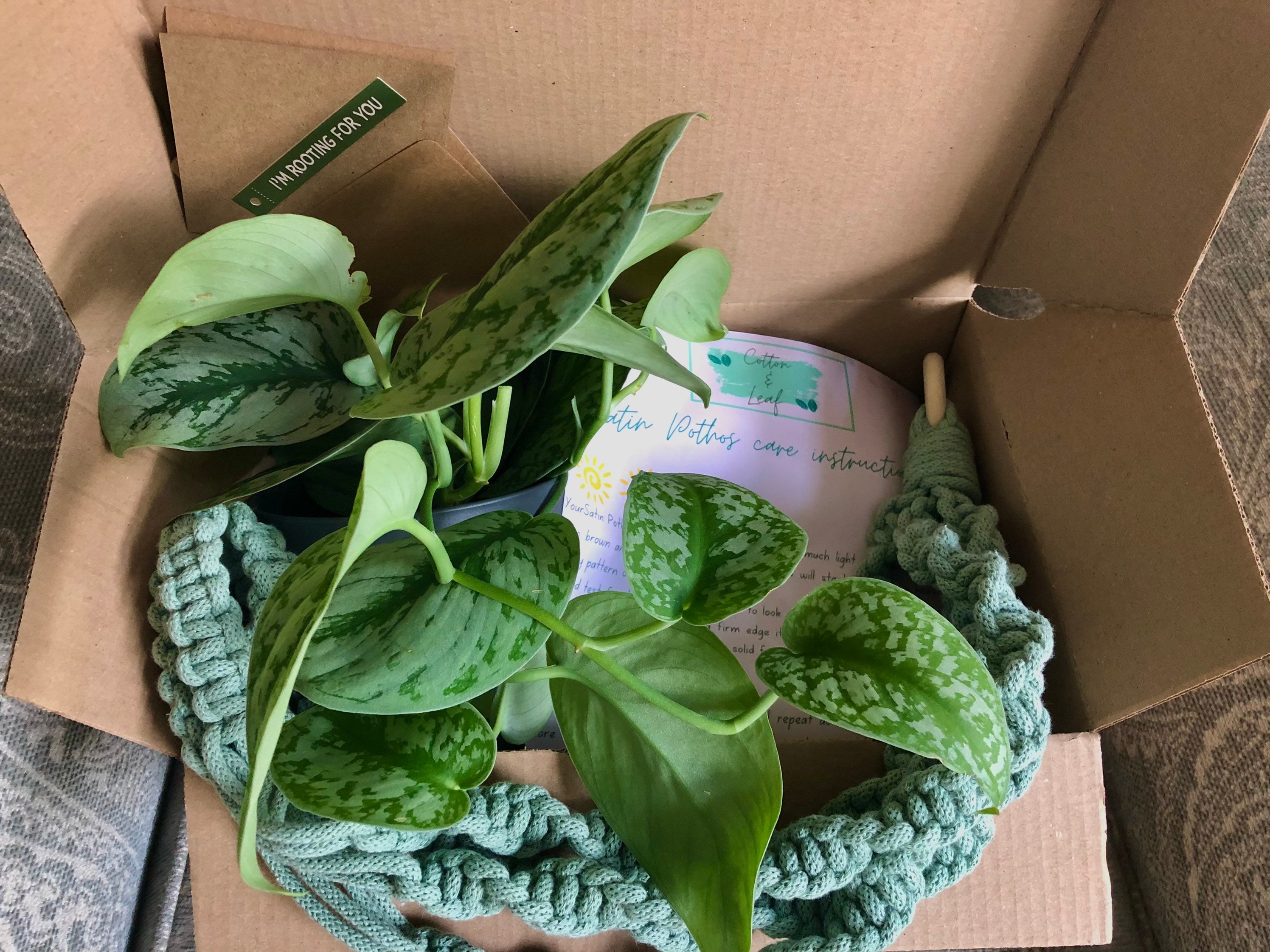 Plants in a Box -  UK