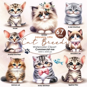 Clipart de raças de gatos adoráveis, clipart de ilustração de raças de gatos em aquarela, clipart de raças de gatos fofos, gatos PNG, uso comercial