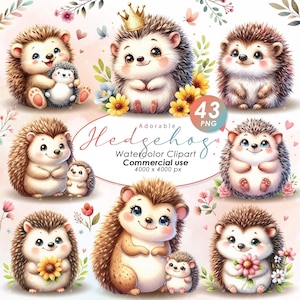 Entzückende Igel Sammlung Clipart, Aquarell Süßer Igel Illustration Clipart, Süßer Igel PNG, kommerzielle Nutzung