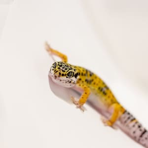 May include: A yellow and black leopard gecko with white spots on its back and tail, looking directly at the camera on a white background.