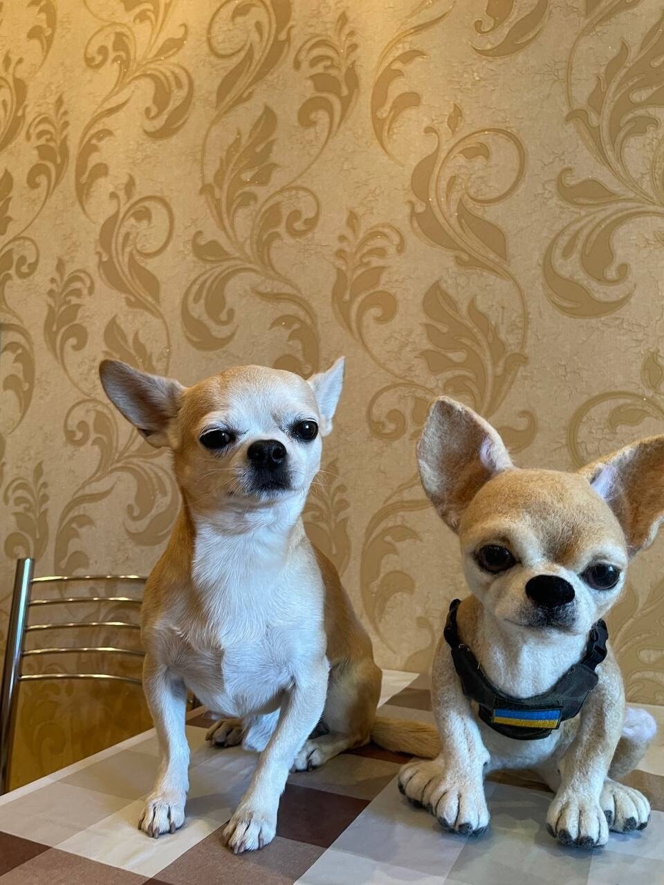 Real chihuahua best sale