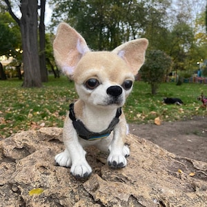 May include: A small, tan chihuahua wearing a black and blue harness sits on a large, brown rock. The dog has white fur on its chest and paws.
