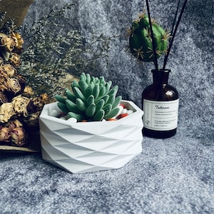 May include: White geometric concrete planter with a green succulent plant inside. The planter is filled with white and orange stones. A brown glass bottle with a black label that reads "Tuberose" is in the background.