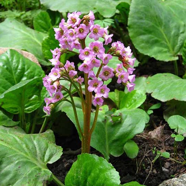 Bergenia