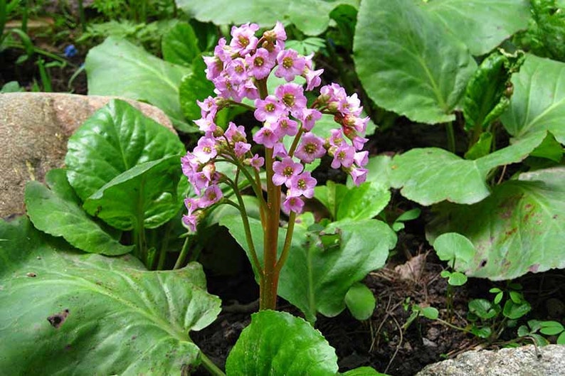 Bergenia image 1