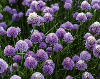 Chive plant