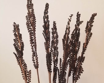 Cinnamon fern stalks