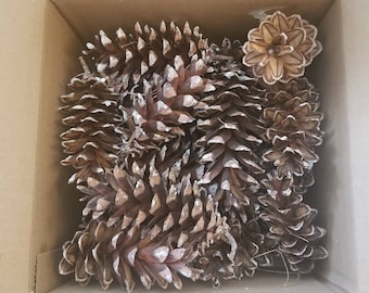 Box of Pine Cones
