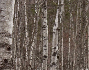 Birch 3 Trees