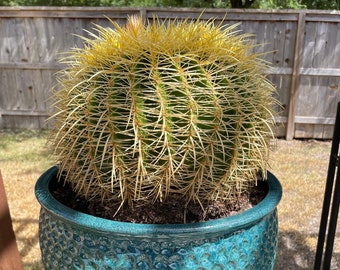 Golden Barrel Cactus (One entire seed packet - Roughly 100 seeds)