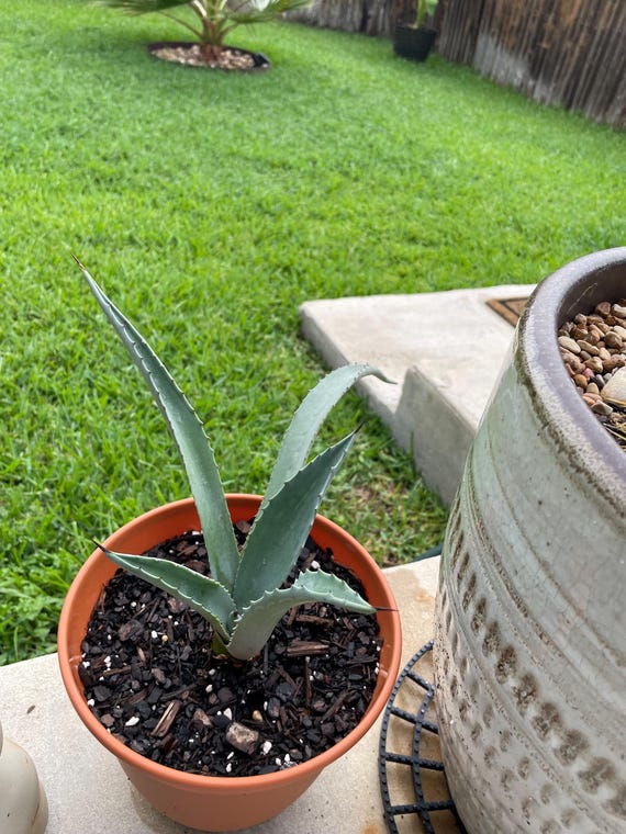 Agave Americana (blue) - Century Plant - Etsy