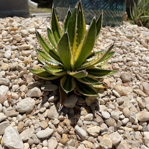Agave lophantha Quadricolor