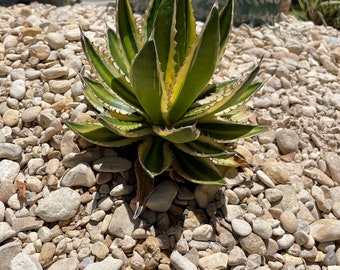 Agave lophantha Quadricolor