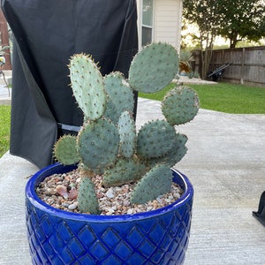Opuntia Prickly Pear Cactus - Santa Rita