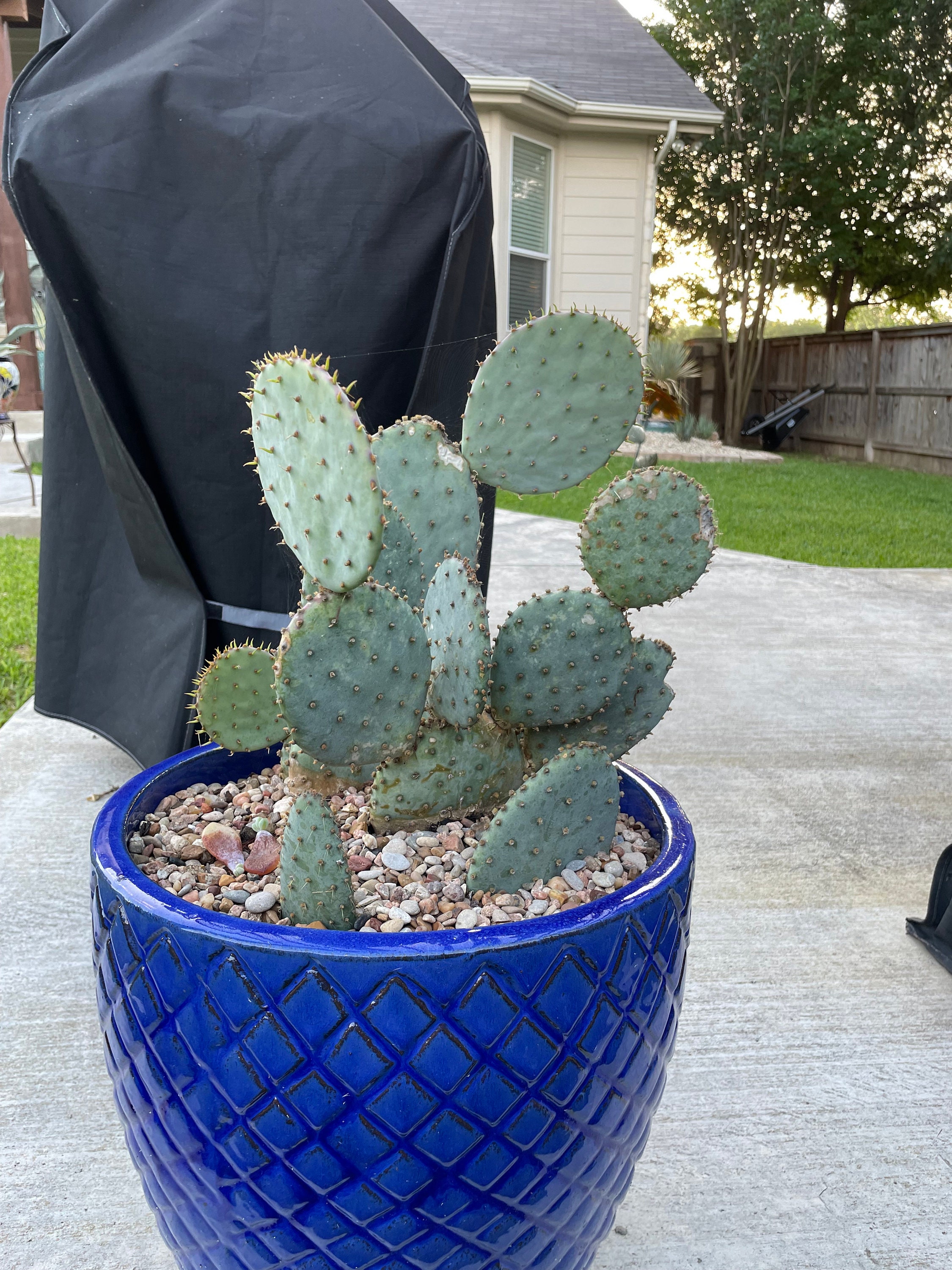 Opuntia Prickly Pear Cactus - Santa Rita - Etsy