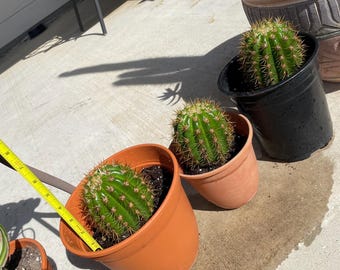 Torch (trichocereus) Grandiflora Cactus Sun Goddess
