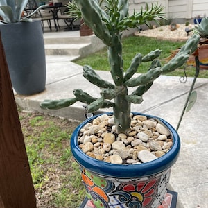 Cylindropuntia Impricata Cholla image 1