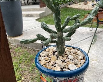 Cylindropuntia Impricata (Cholla)