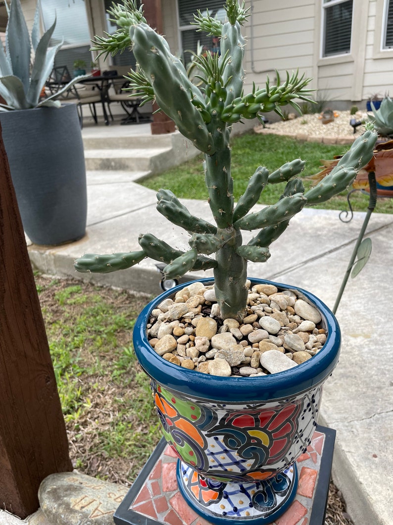 Cylindropuntia Impricata Cholla image 1