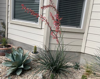 Red Yucca (Hesperaloe parviflora) - Entire Seed Pod