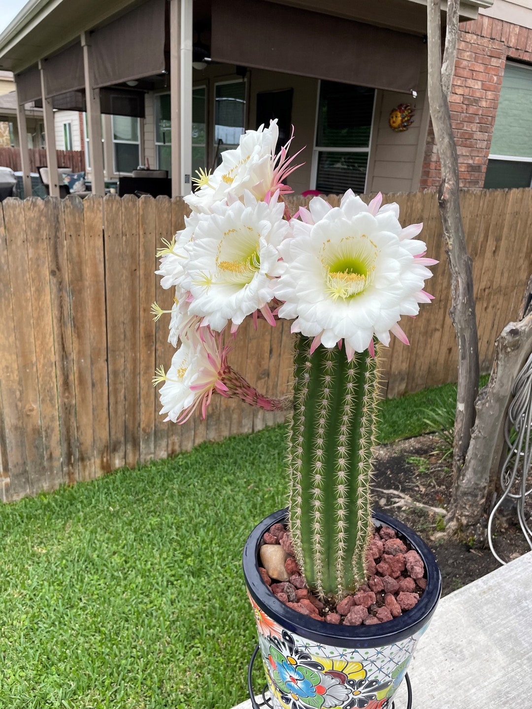 Torch (trichocereus) Grandiflora Cactus - Sun Goddess - Etsy