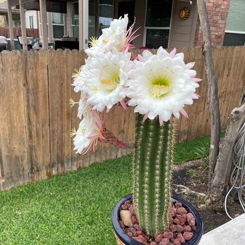 Torch trichocereus Grandiflora Cactus Sun Goddess - Etsy