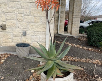 Aloe Striata Hybrid (Ghost Aloe)