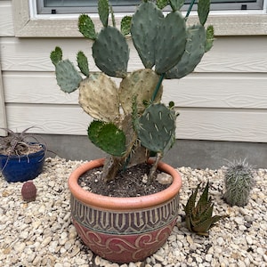 Opuntia Engelmannii Prickly Pear Cactus (Texas native)