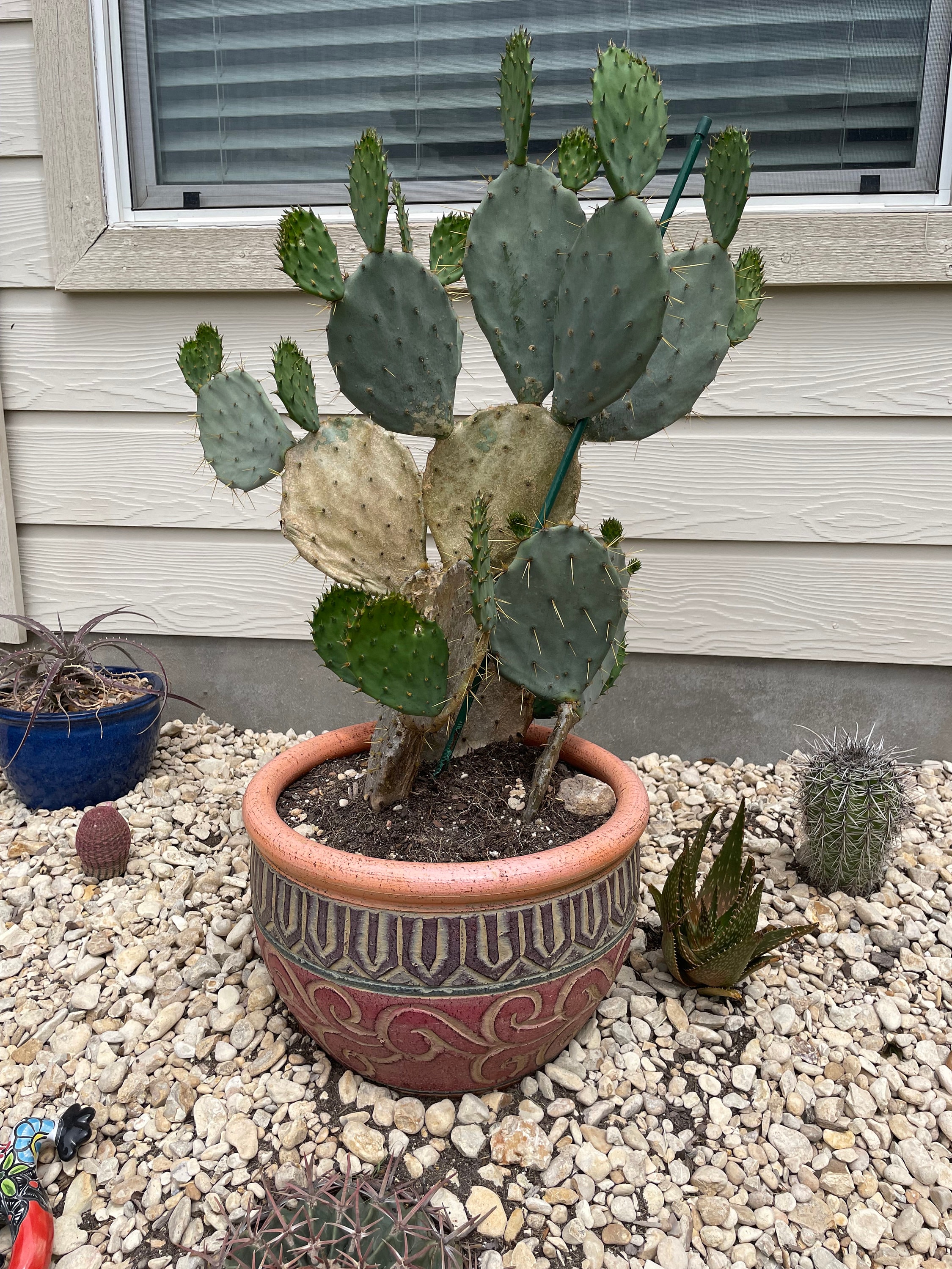 【赤花種・希少種】多肉植物 団扇サボテン　opuntia aciculata 赤花種・希少種】多肉植物 団扇サボテン opuntia aciculata