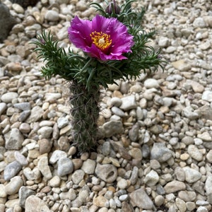 Cylindropuntia Spinosior - Cane Cholla