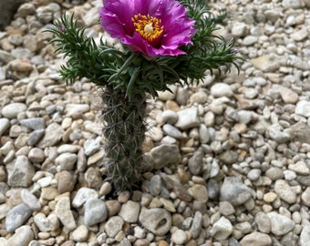 Cylindropuntia Spinosior - Cane Cholla