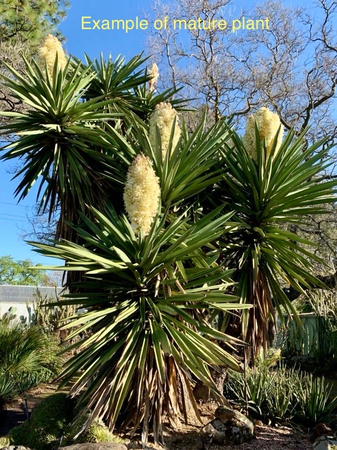 Yucca Treculeana (True Spanish Dagger)
