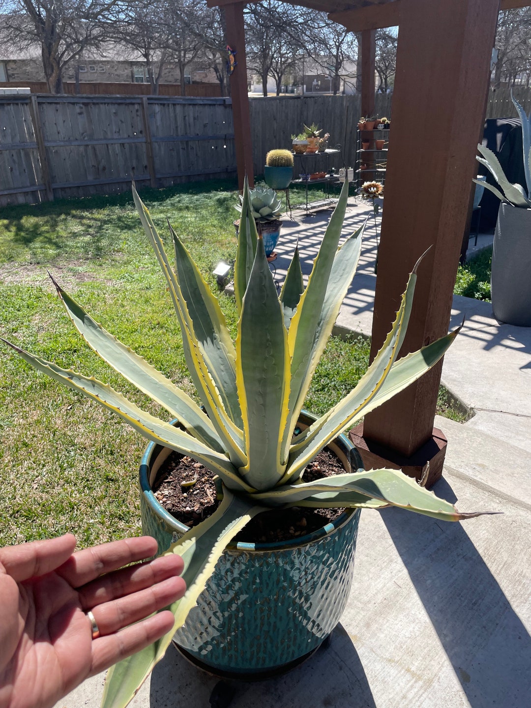 Agave Americana Var. Marginata/variegated - Etsy