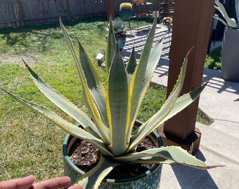 Agave Americana var. Marginata/Variegated