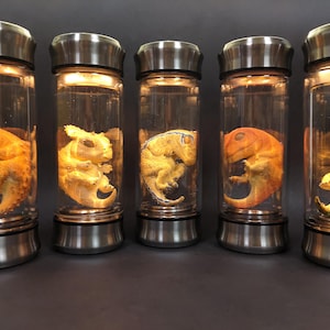 May include: Five cylindrical glass containers with brushed metal caps and bases, each illuminated from above. Inside each clear vessel is a small, curled dinosaur embryo figure in shades of orange, yellow, and tan, suspended as if in a laboratory specimen jar.