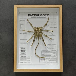 May include: A framed specimen card featuring a tan, skeletal facehugger model centered on a white background with technical text and diagrams. The text includes FACEHUGGER, Xenomorph Parasite Specimen Card, and various scientific labels.