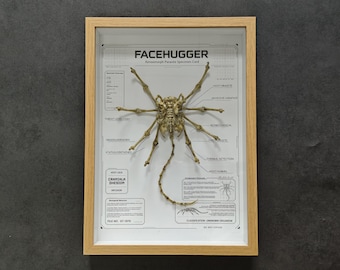 Facehugger Skeleton Specimen Props Alien Xenomorph Collection Framed Display