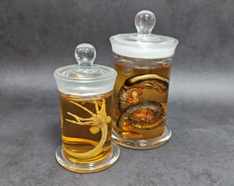 ゼノモーフ エイリアンジャー フェイスハガー チェストバスター 標本瓶